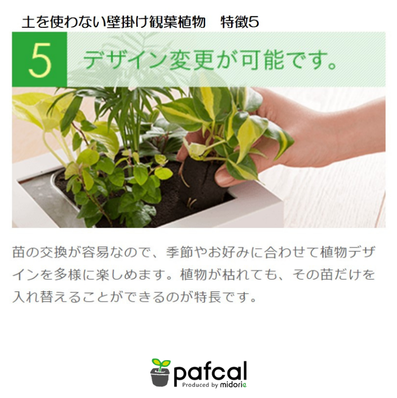 人気 3本パキラ モデル Green Frame 21g ミルクミドリエ 商品一覧 幾つも飾りたくなるラウンドレフレーム観葉植物 ミドリエオンラインストア