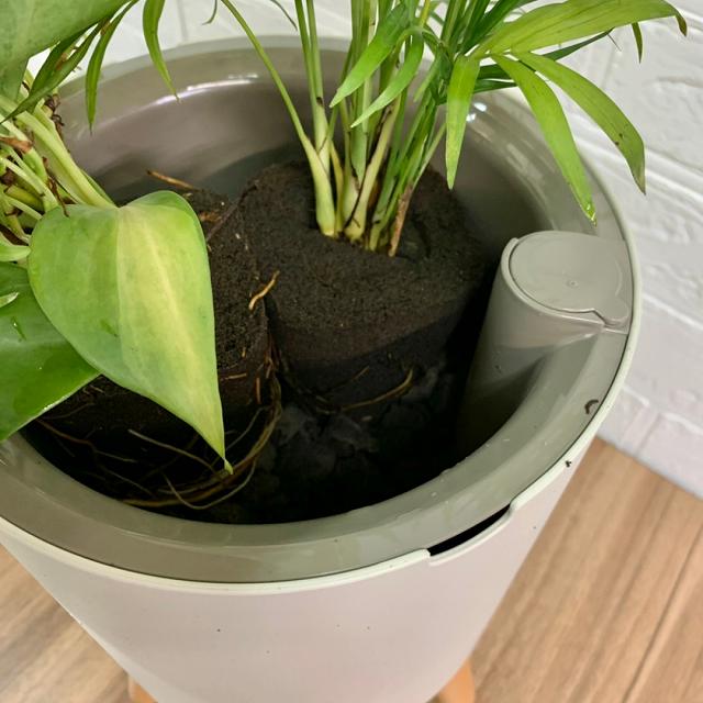 3���� �ݥåȡ��ץ�󥿡��� �ԥ쥢�ڥڥ��ߥ����ǥ�