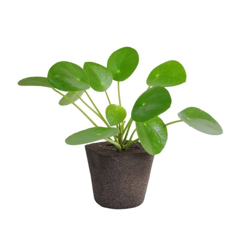 3���� �ݥåȡ��ץ�󥿡��� �ԥ쥢�ڥڥ��ߥ����ǥ�