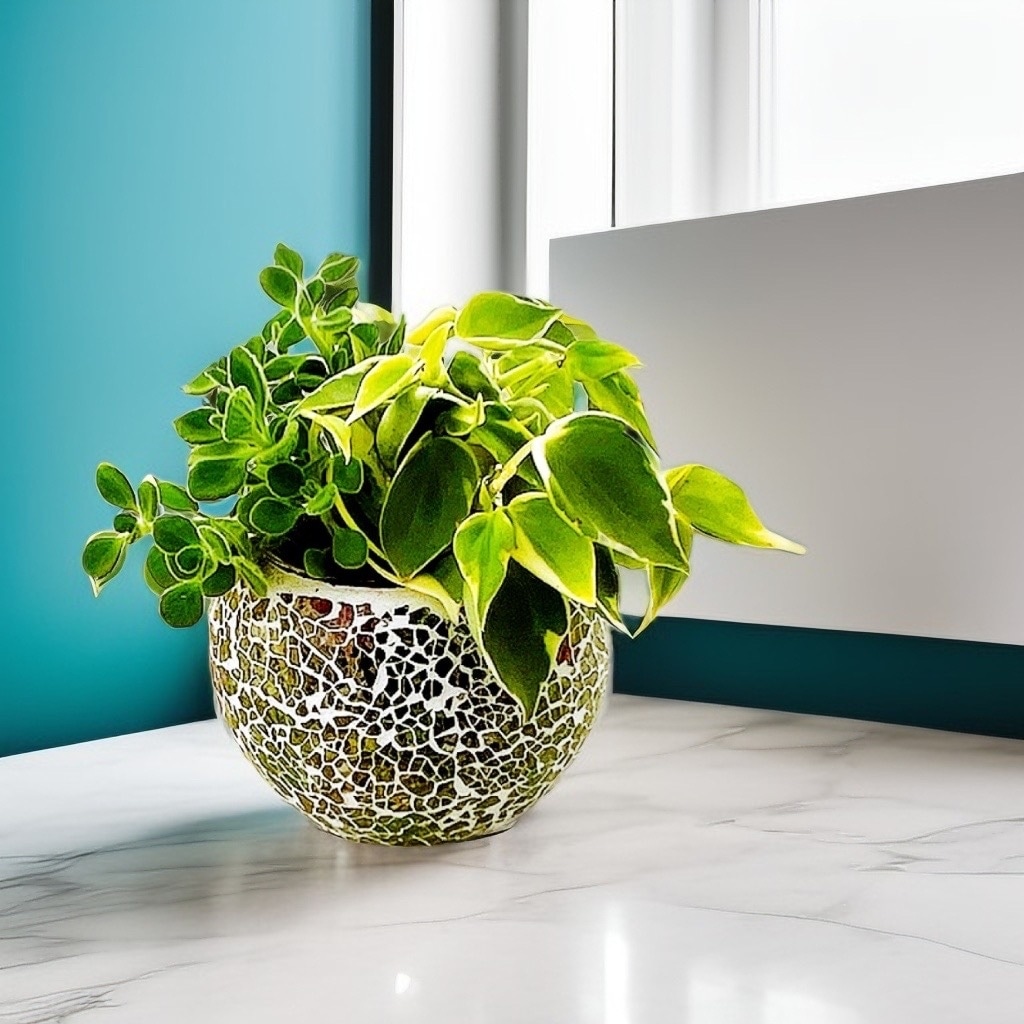 限定・アウトレット】丸いガラスポット（苗別売） - おしゃれな観葉