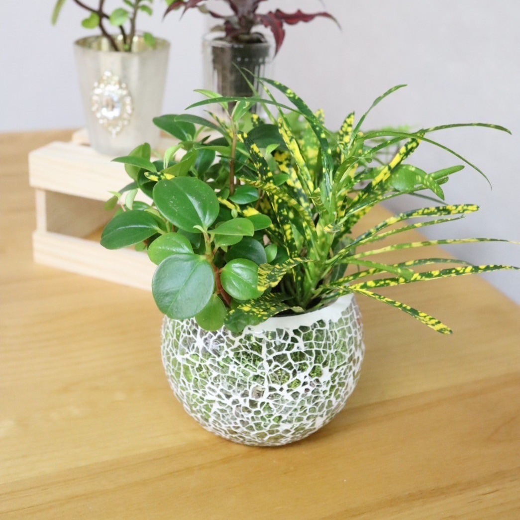 限定・アウトレット】丸いガラスポット（苗別売） - おしゃれな観葉