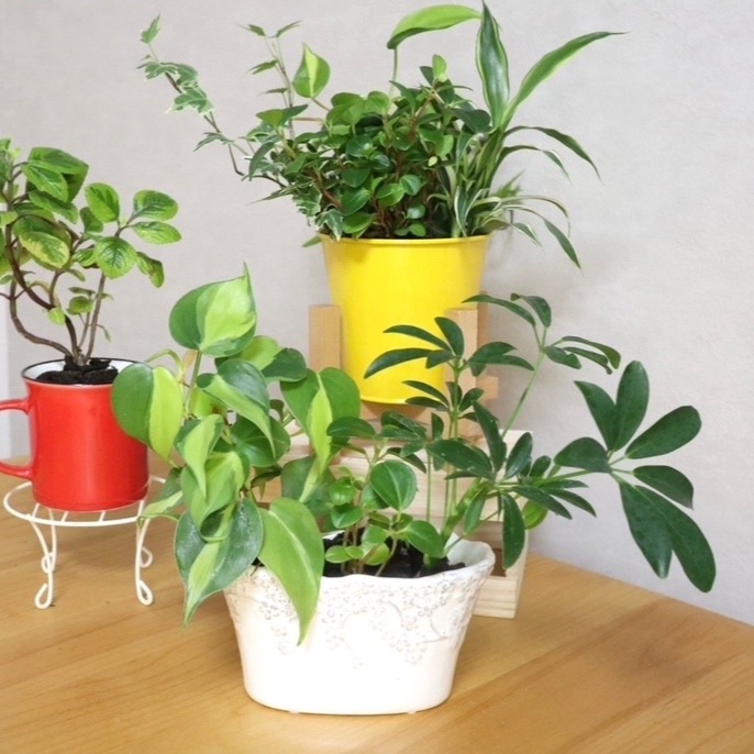 ڸꡦȥåȡƫΥݥåȡ