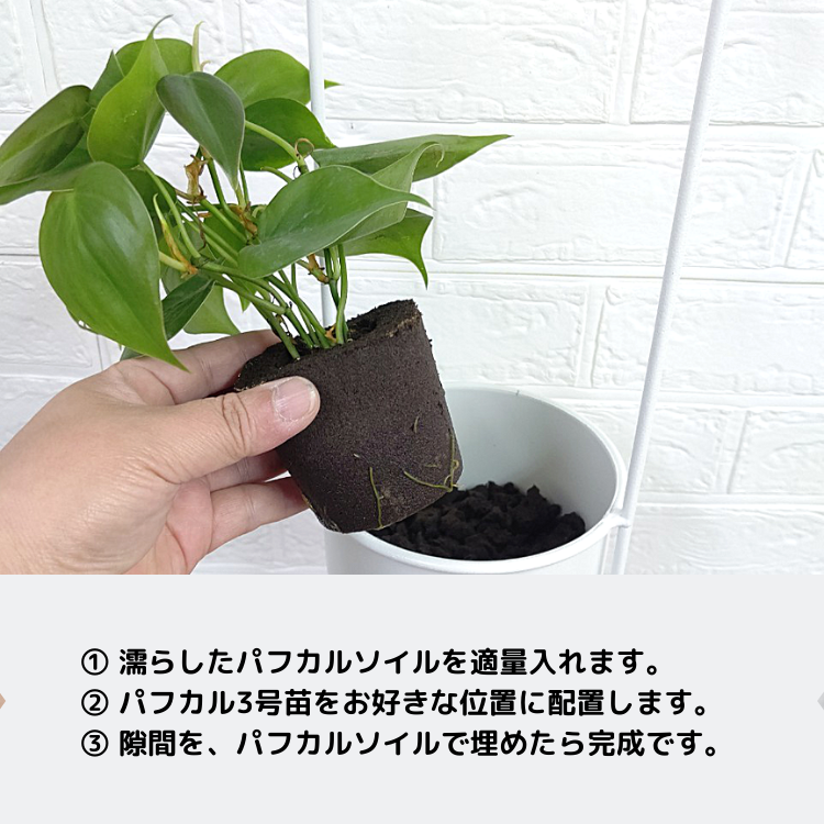 ハンギング Aシリーズ (3号2苗付)ミドリエ 商品一覧,ポット/プランター/ハンギング,ハンギング観葉植物 ミドリエオンラインストア ハンギング Aシリーズ (3号2苗付)ミドリエ 商品一覧,ポット/プランター/ハンギング,ハンギング観葉植物 ミドリエオンラインストア