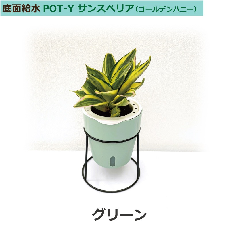 底面給水ポットpot Y 3号サンスベリア ゴールデンハニー ミドリエ 商品一覧 ポット プランター ハンギング 置き型ポット 3号苗ポット観葉植物 ミドリエオンラインストア
