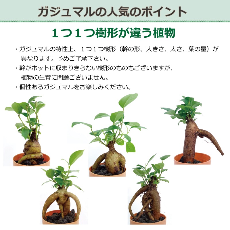 底面給水 陶器ポット ガジュマル Pot K ミドリエ 商品一覧 ポット プランター ハンギング 置き型ポット 3号苗ポット観葉植物 ミドリエオンラインストア 底面給水 陶器ポット ガジュマル Pot K ミドリエ 商品一覧 ポット プランター ハンギング 置き型ポット 3号苗ポット観葉植物 ミドリエオンラインストア