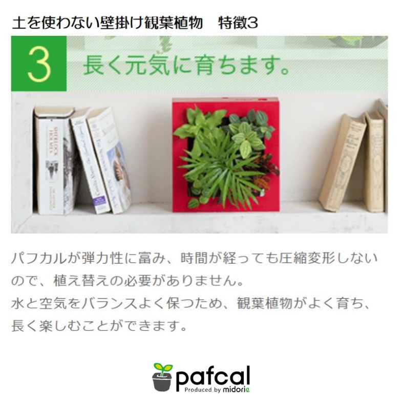 ե ǥ GREEN FRAME 21Jʥߥ륯