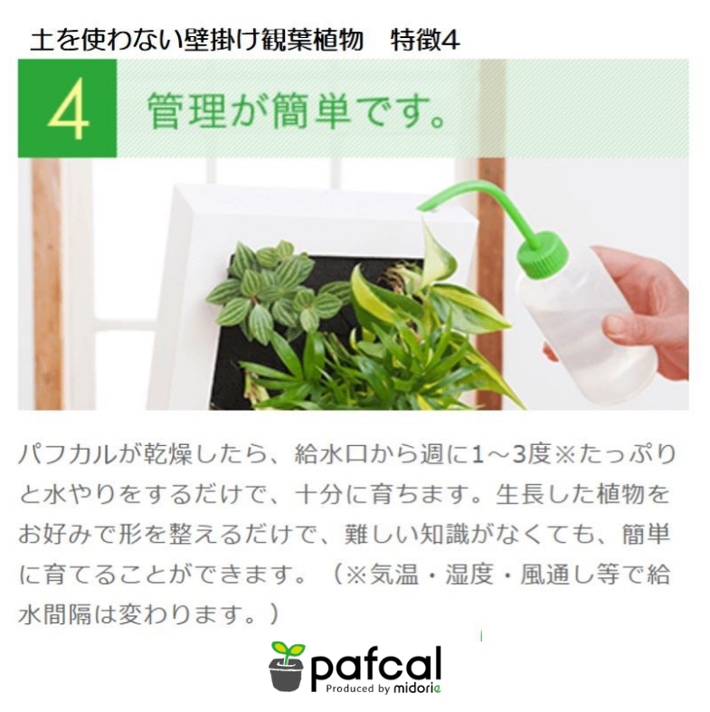 ե ǥ GREEN FRAME 21Jʥߥ륯