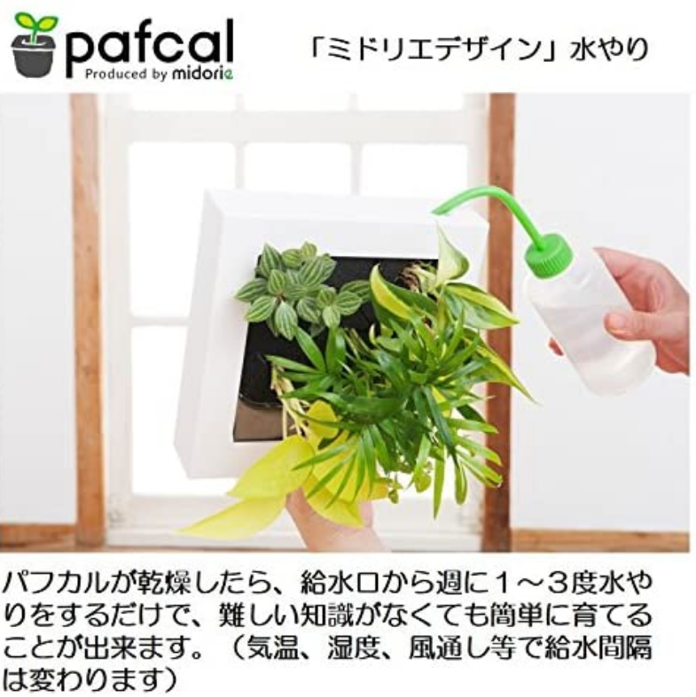 ե ǥ GREEN FRAME 21Jʥߥ륯