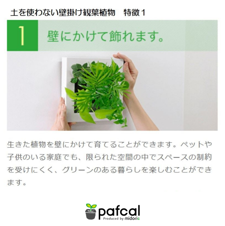 ե ǥ GREEN FRAME 21Jʥߥ륯