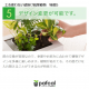 ե ǥ GREEN FRAME 21Jʥߥ륯