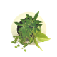 ե ǥ GREEN FRAME 21Jʥߥ륯