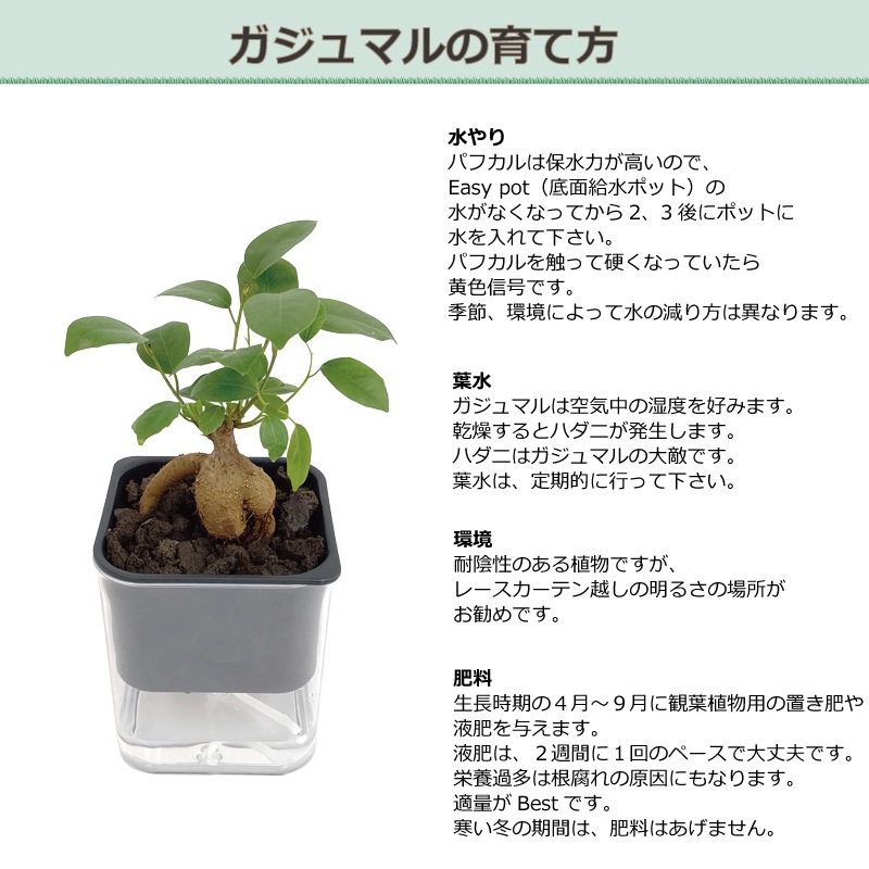 底面給水ポットpot H ガジュマル おしゃれな観葉植物通販サイト ミドリエオンラインストア