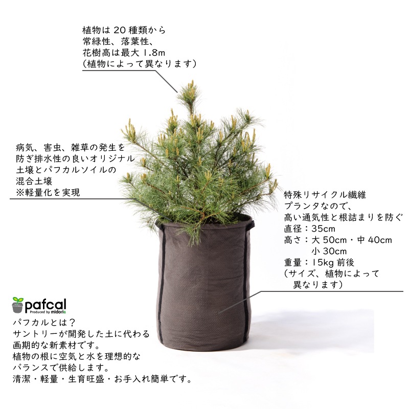 ޥ˥  ǥ󤵤줿ư  S-2 Nevisʥͥӥ