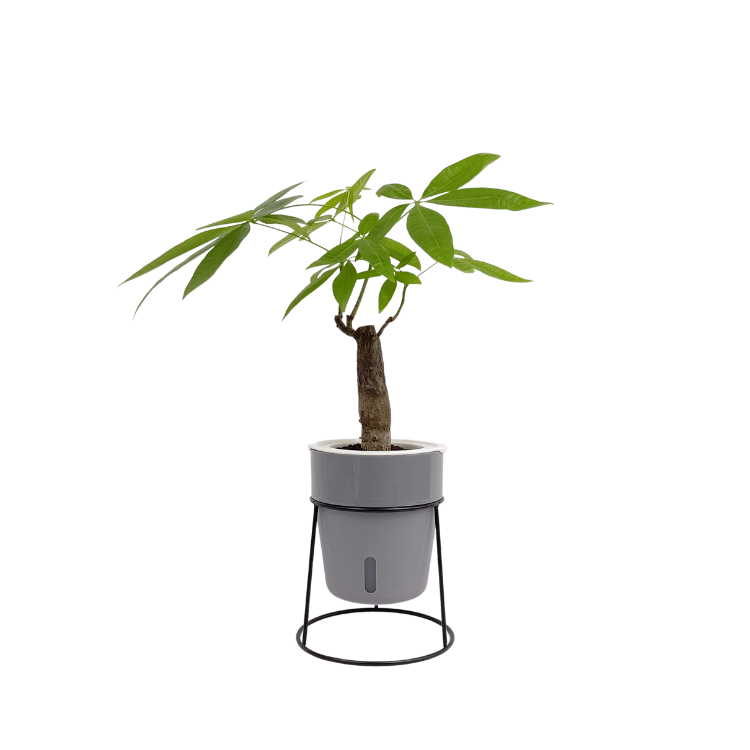 3号苗 イージーポット 幹太パキラ 底面給水ポット Yシリーズ グレー ミドリエ 商品一覧観葉植物 ミドリエオンラインストア