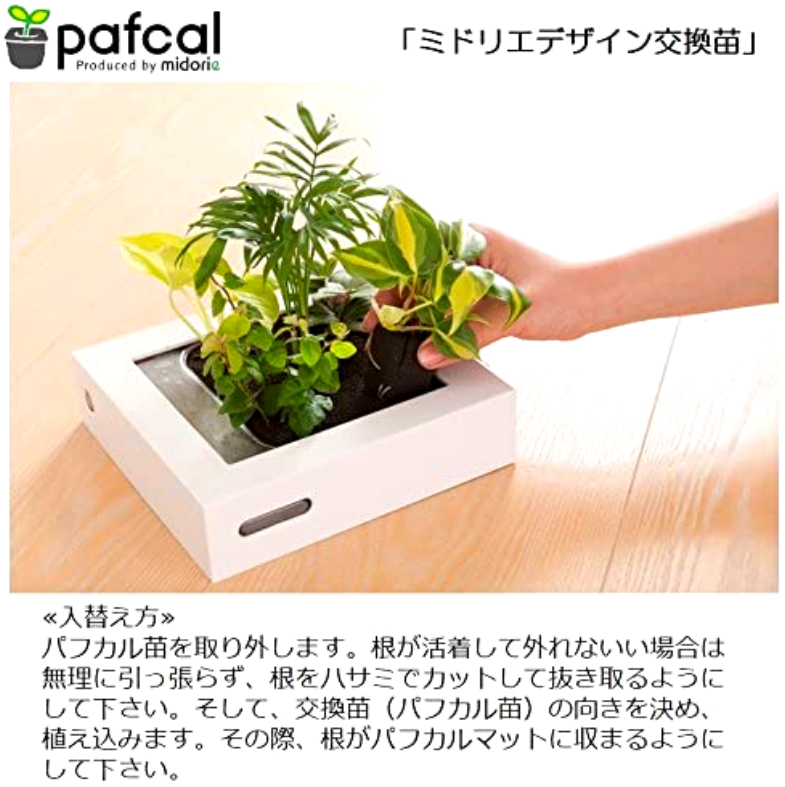 ドラセナチャヤ モデル Frames2 ホワイト 白 ミドリエ 商品一覧 当店一番人気のスクエアフレーム観葉植物 ミドリエオンラインストア