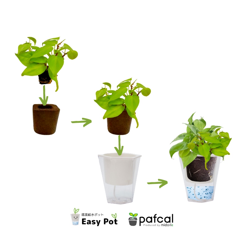 ̵POTPOT-Y ٤륫顼 ñ3(ѥեդ)[٤POT顼]