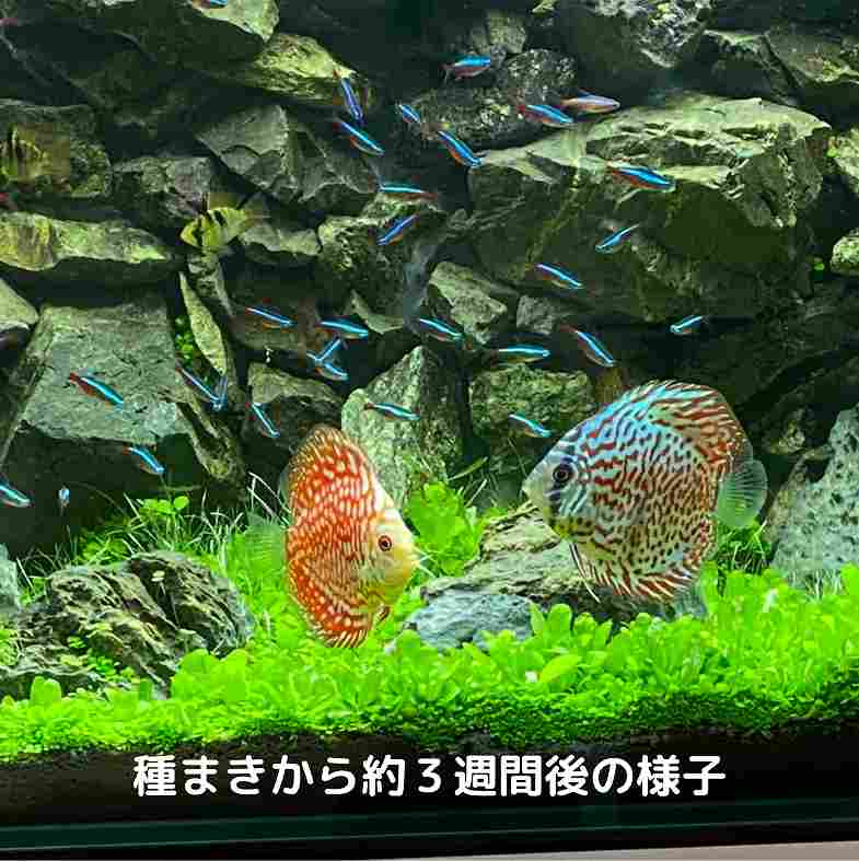 ��������10���å� ���Ū�ʥӥ��ȡ������ھ� ����å���