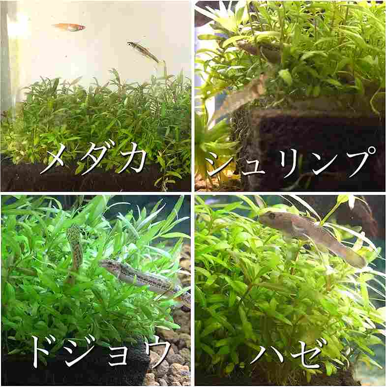 ��������10���å� ���Ū�ʥӥ��ȡ������ھ� ����å���