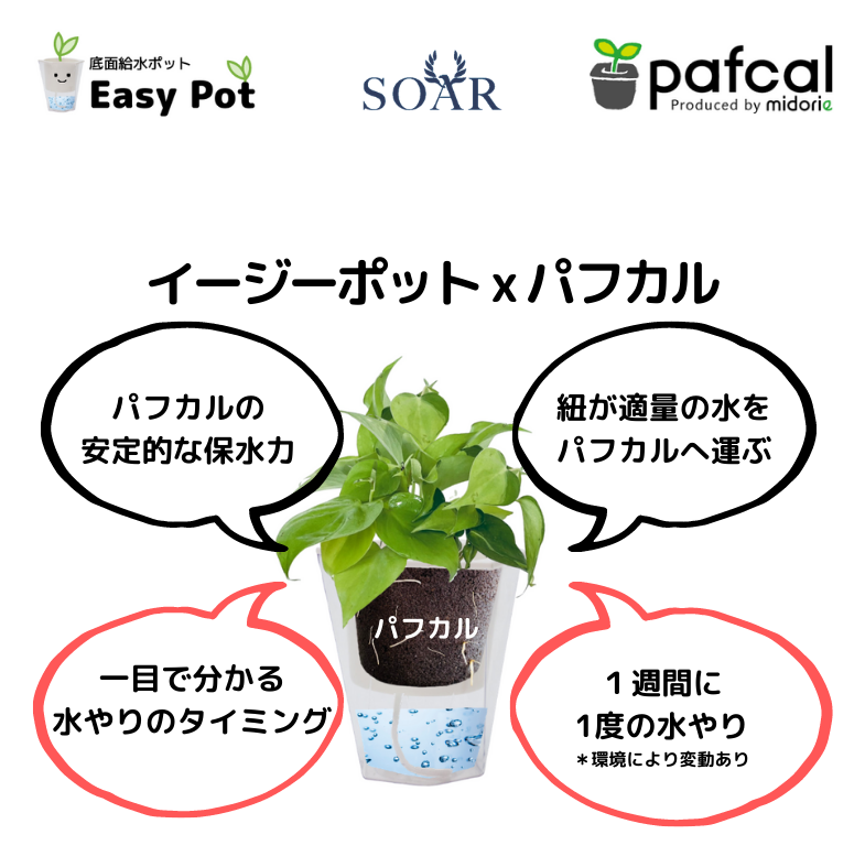 ���ò��ۥ������������å� POT-P�ʥ��졼��+�ѥե�����åס�40g��