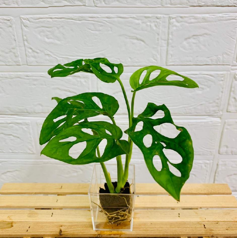 ���ġ��ޥɥ�����