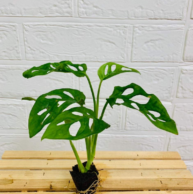 ���ġ��ޥɥ�����