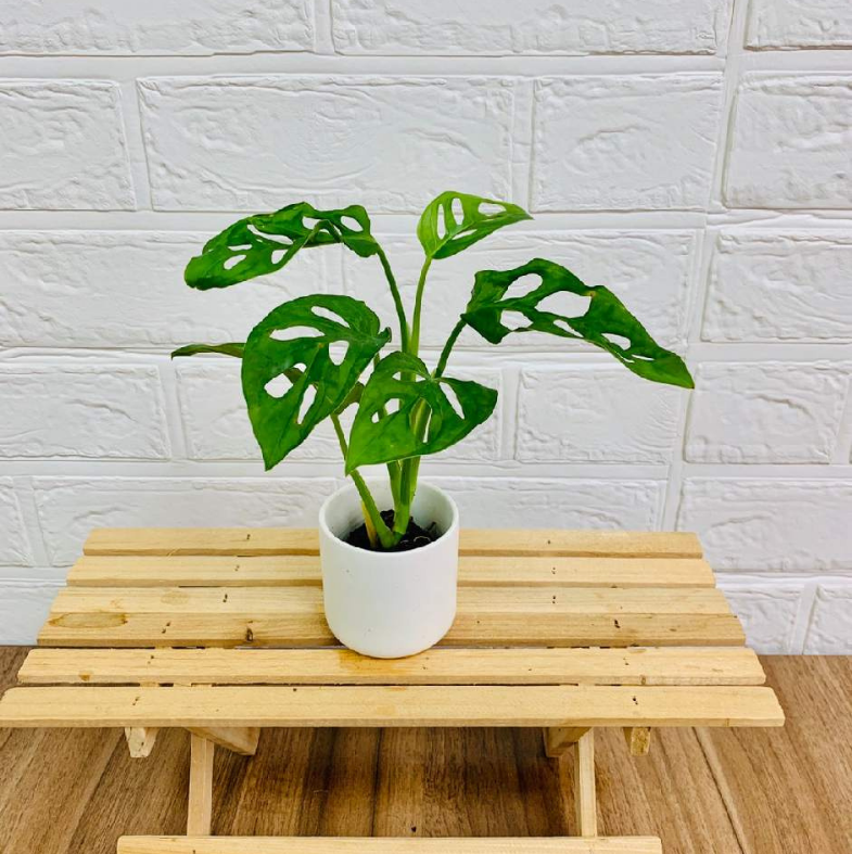 ���ġ��ޥɥ�����