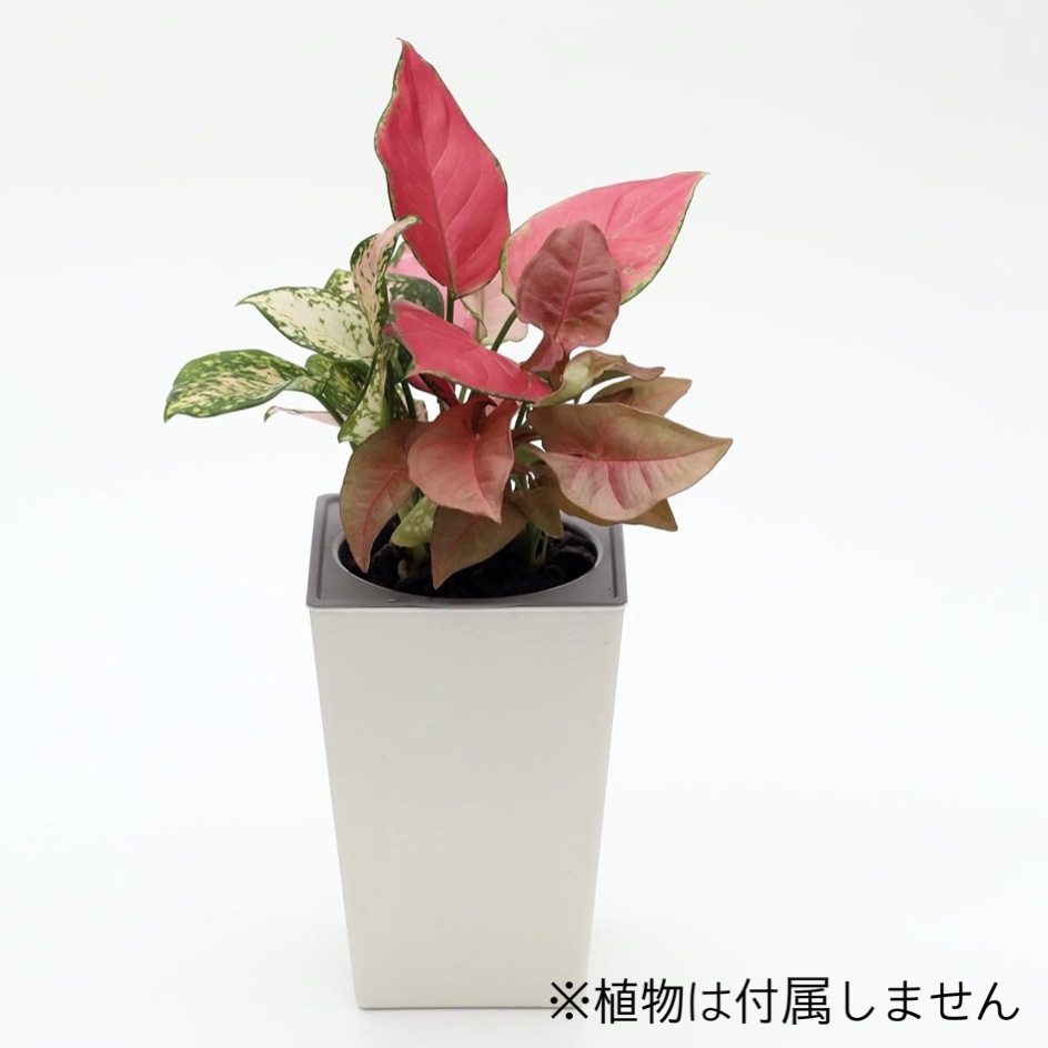 ���ò��ۥ������������å� POT-U�ʥۥ磻�ȡ�+�ѥե�����åס�40g��2��