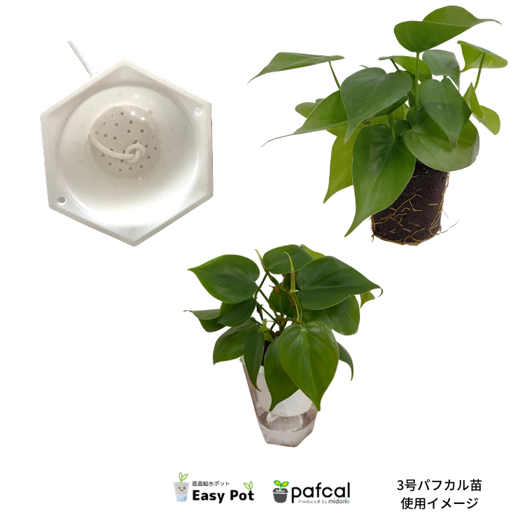 �����̵��POT��POT-M ñ��(�ġ��ѥե���ʤ�)