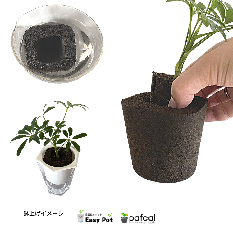 �����̵��POT��POT-M ñ��(�ġ��ѥե���ʤ�)