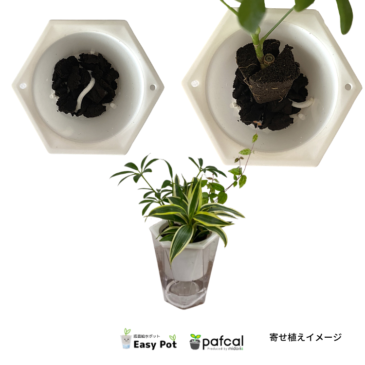 �����̵��POT��POT-M ñ��(�ġ��ѥե���ʤ�)