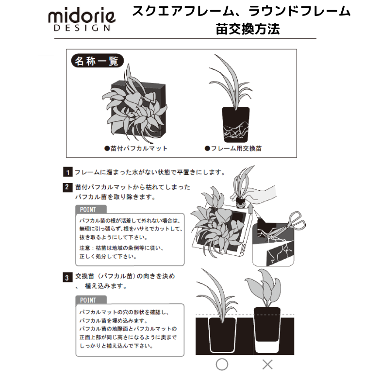 ぺペロミア モデル Green Frame17b4 ローズミドリエ すべての商品観葉植物 ミドリエオンラインストア