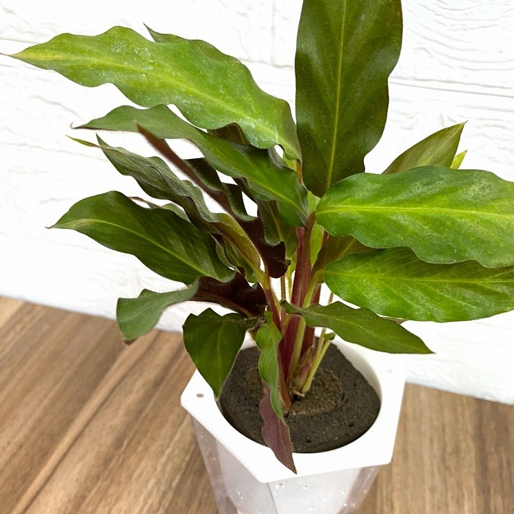 ���������ݥå� ����ƥ� ��ե��Х�� ���̵��ݥå� M���꡼�� 02