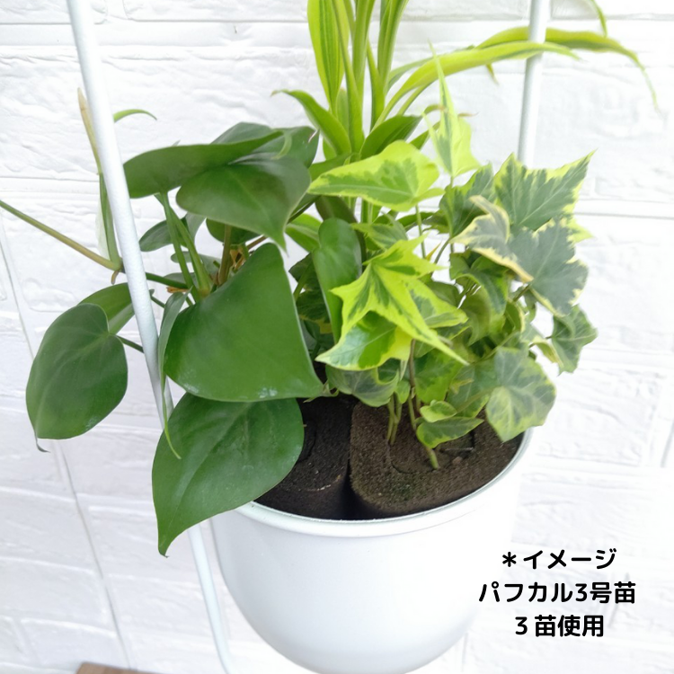 Ͳۥϥ󥮥 A꡼ ۥ磻ȡ3ĤǤ