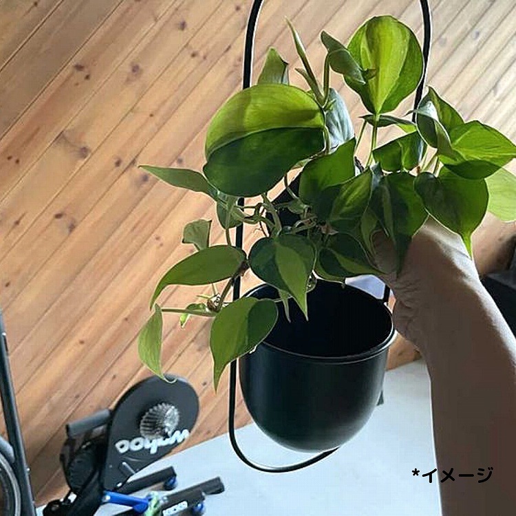 Ͳۥϥ󥮥 A꡼ ۥ磻ȡ3ĤǤ