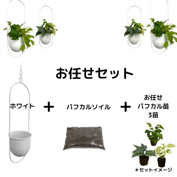 Ͳۥϥ󥮥 A꡼ ۥ磻ȡ3ĤǤ