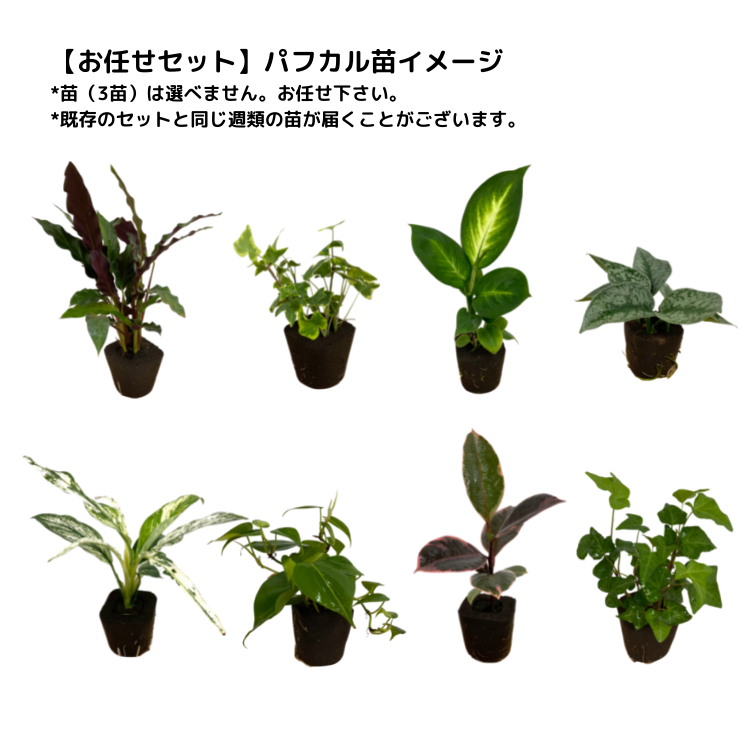 Ͳۥϥ󥮥 A꡼ ۥ磻ȡ3ĤǤ