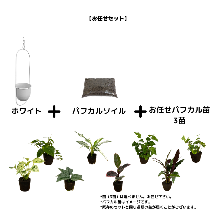 Ͳۥϥ󥮥 A꡼ ۥ磻ȡ3ĤǤ