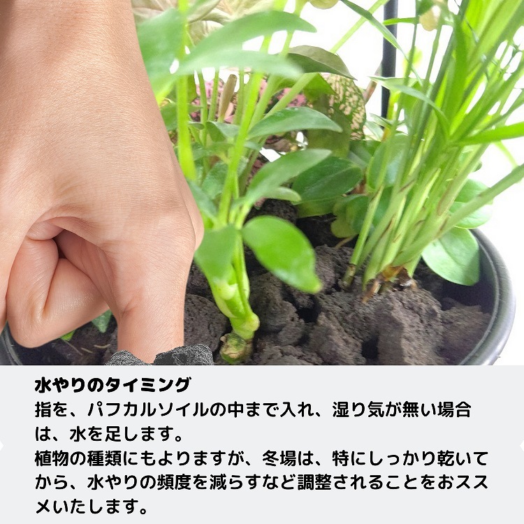 Ͳۥϥ󥮥 A꡼ ۥ磻ȡ3ĤǤ