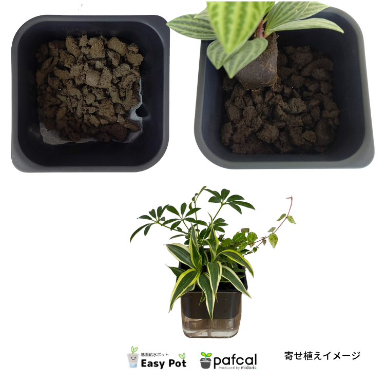 �����̵��POT��POT-H ���٤륫�顼 ñ��(�ġ��ѥե���ʤ�)