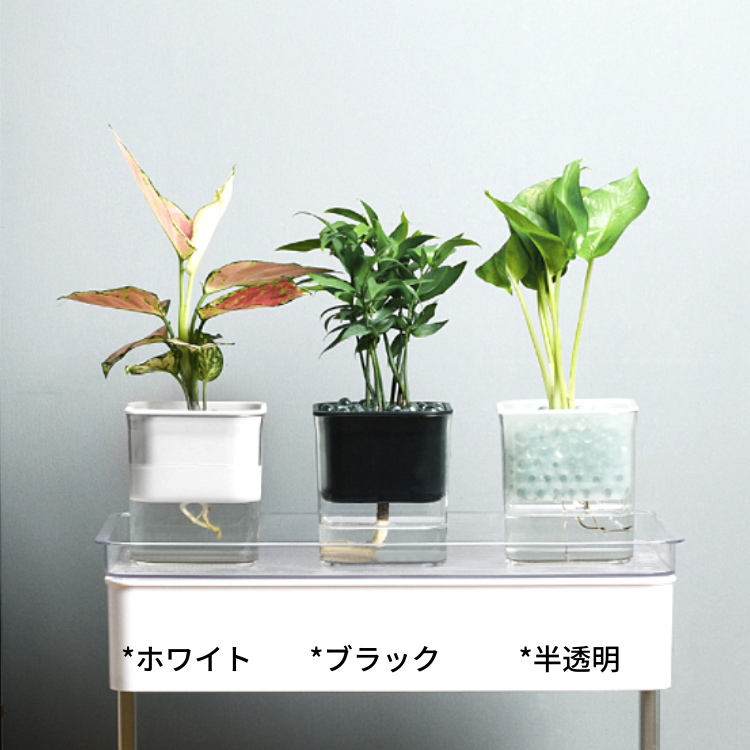 �����̵��POT��POT-H ���٤륫�顼 ñ��(�ġ��ѥե���ʤ�)