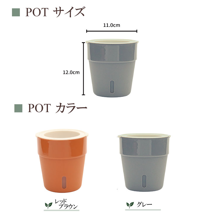 òۥѥե å POT-Zʥ졼