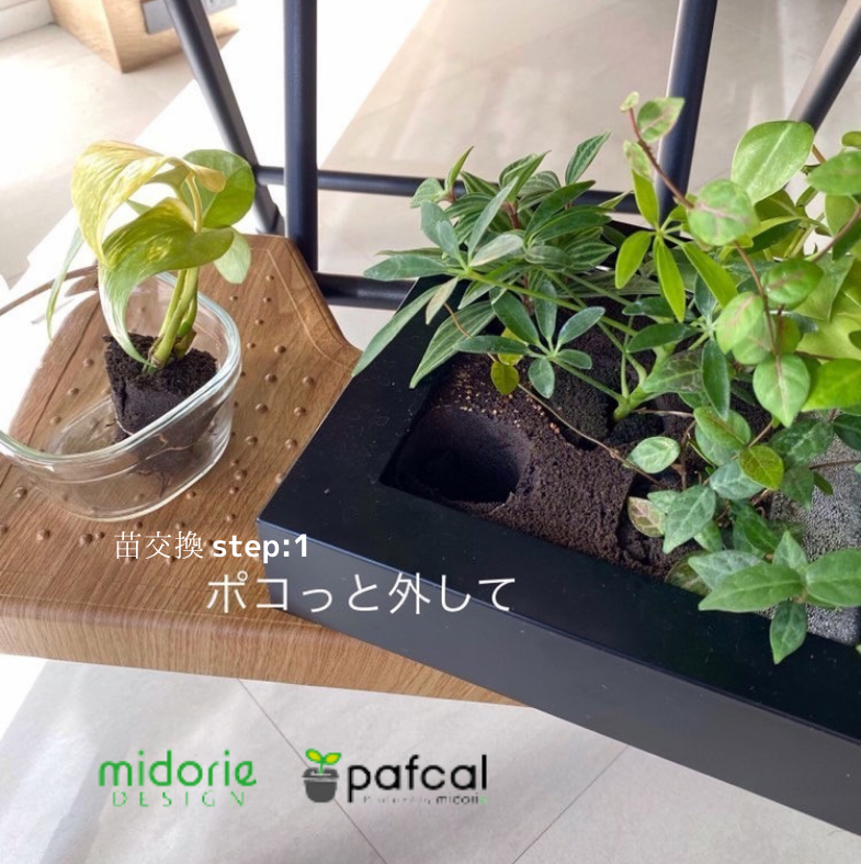 �ڥޥ��ߥɥꥨ������Ĵ�� ���Ѥθ��Ĥȹ�碌�ƺ��