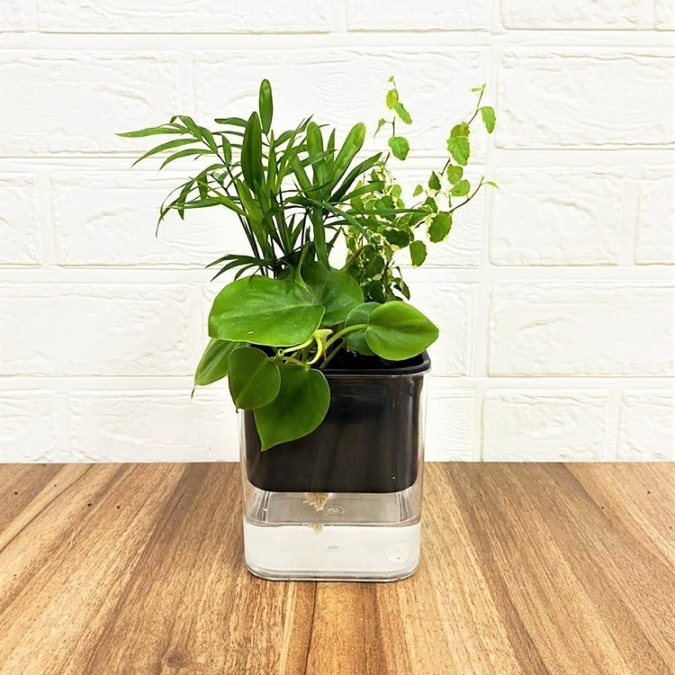 �ڤ��� �󤻿��� �󤻿������å� �ơ��֥�䥷 ��ǥ� H���꡼�� 301�֥�å�