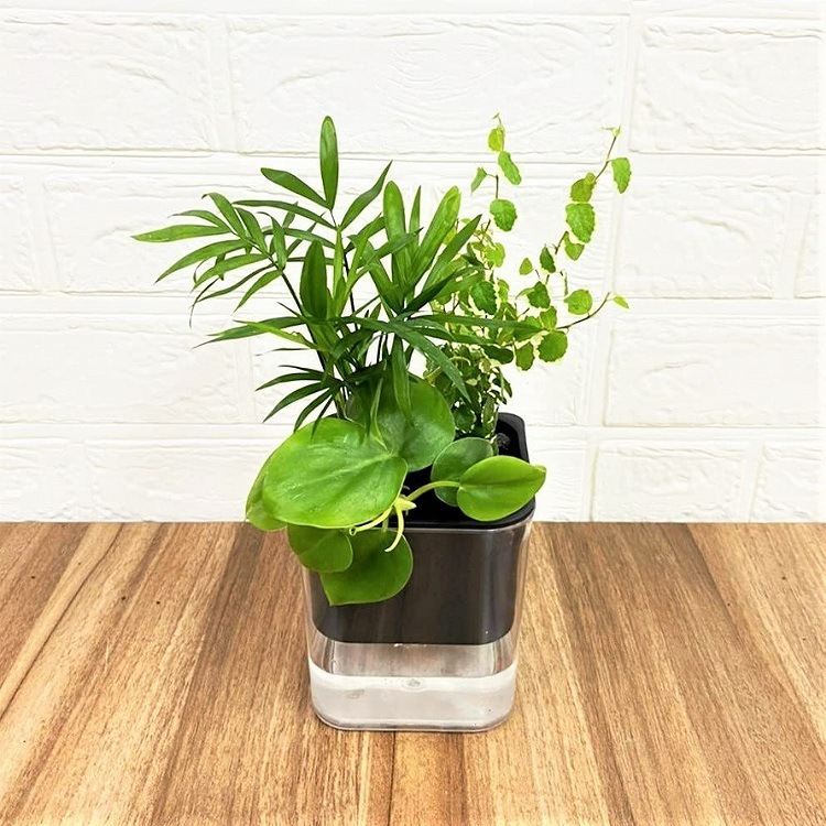 植物セット 楽しい 寄せ植え 寄せ植えセット テーブルヤシ モデル Hシリーズ 301