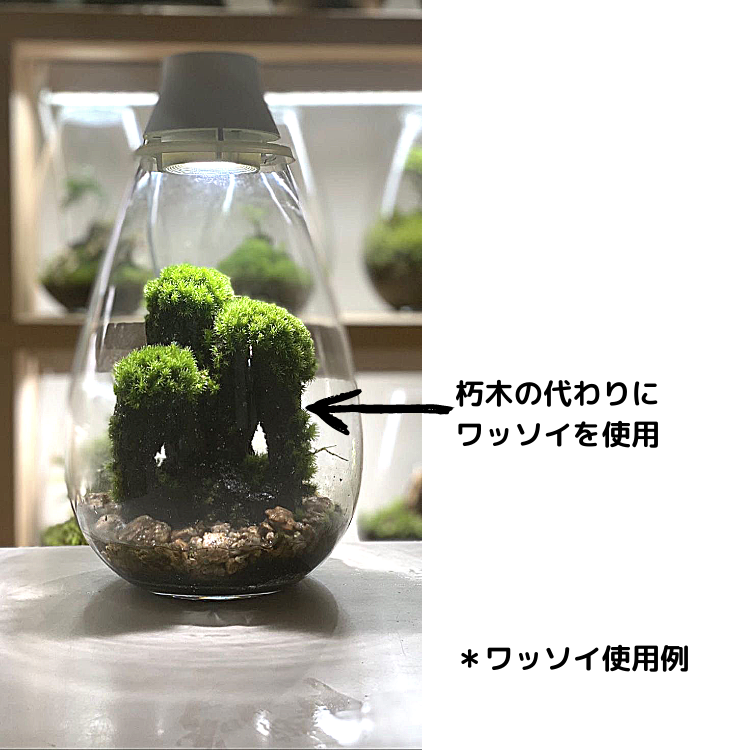 �����ʷ����ڤ����� ���Ū�ʥӥ��ȡ������ھ� ��å���