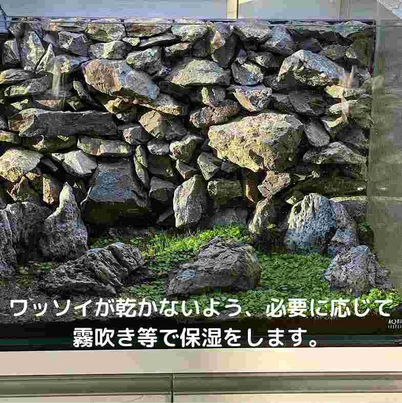 �����ʷ����ڤ����� ���Ū�ʥӥ��ȡ������ھ� ��å���