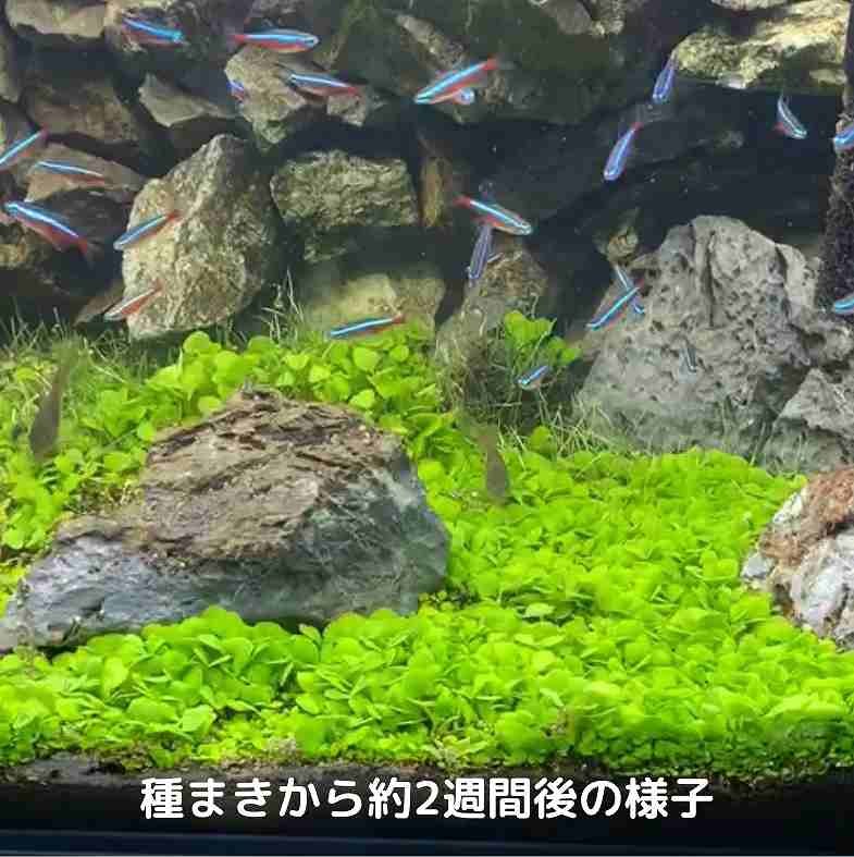 �����ʷ����ڤ����� ���Ū�ʥӥ��ȡ������ھ� ��å���