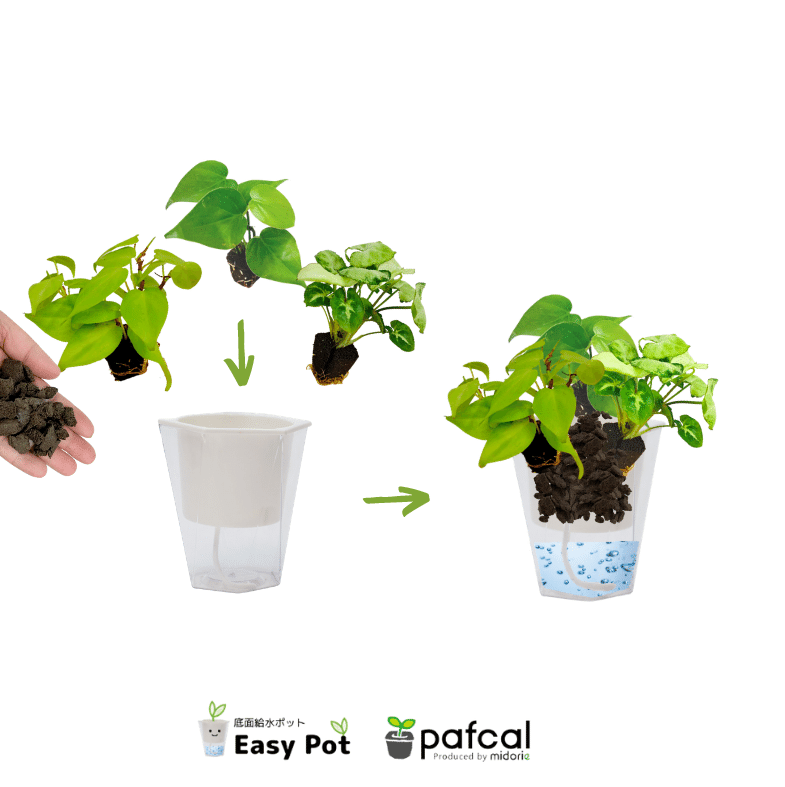 ̵POTPOT-H 󤻿å (٤POT顼ʪǤ)