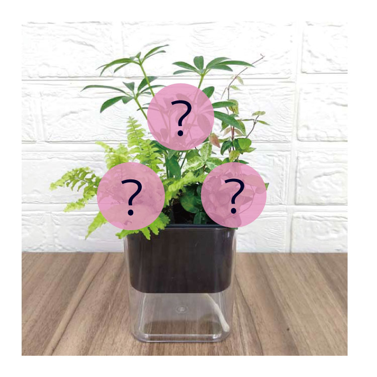 ̵POTPOT-H 󤻿å (٤POT顼ʪǤ)