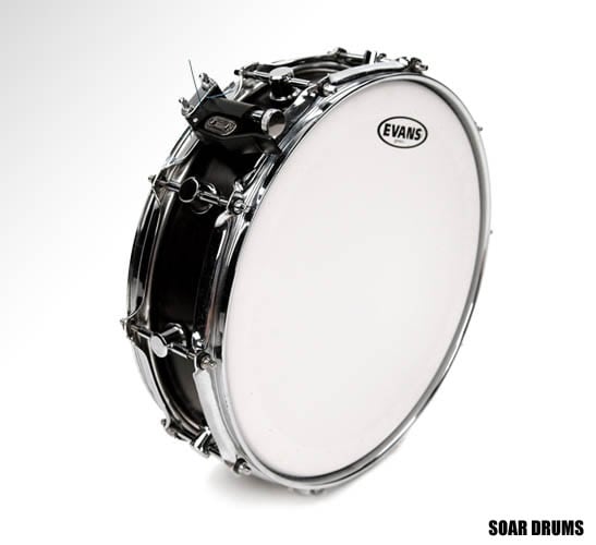 �ɥ��إå� ���ͥ��� Genera �����ͥ�ɥ饤 ��1�ץ饤�� 14" EVANS�ʥ��Х󥹡� B14DRY